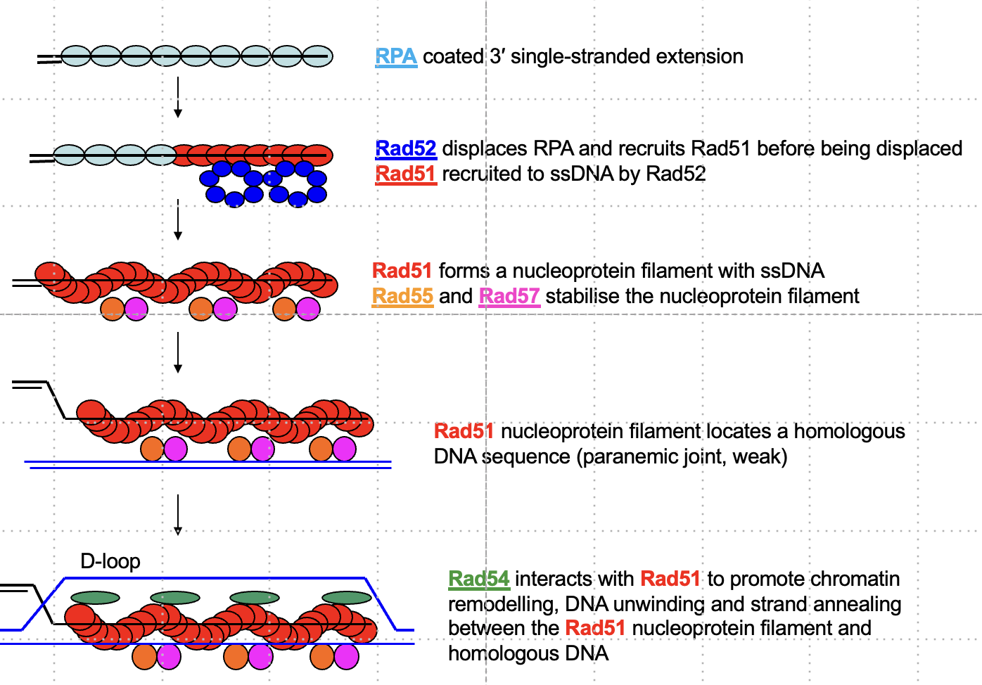 <p>Rad52 displaces RPA and recruits Rad51 to form a nucleoprotein filament, stabilized by Rad55 and Rad57.</p>