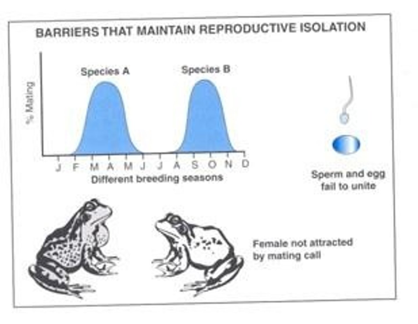 <p>prezygotic barrier</p><p>may potentially interbreed, but are "ready" at different times</p><p>many plants and animals breed at different times</p>