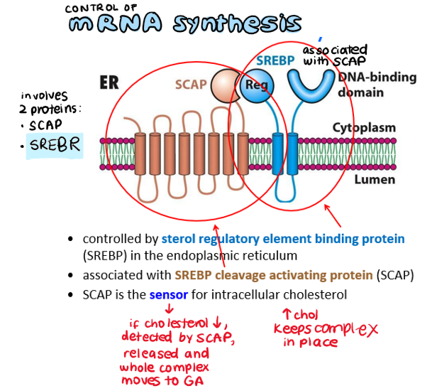 <p>controlled by:</p><ul><li><p><strong>SREBP </strong>(sterol regulatory element binding protein) in ER</p></li><li><p><strong>SCAP </strong>(sterol cleavage activating protein) associated with SREBP</p></li></ul><p>SCAP detects levels of cholesterol</p>