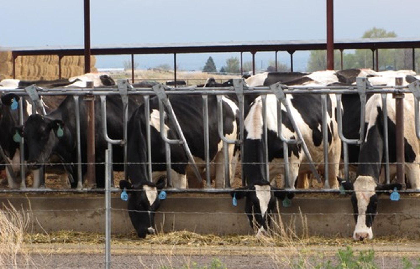 <p>a plot of land on which livestock are fattened for market</p>