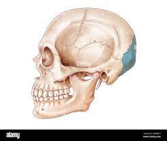 <p>what bone is this?</p>