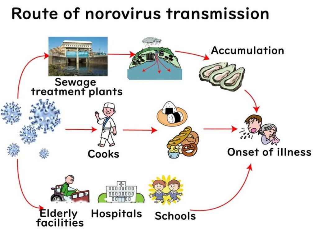 <p>Norovirus is transmitted via the fecal oral route.</p>