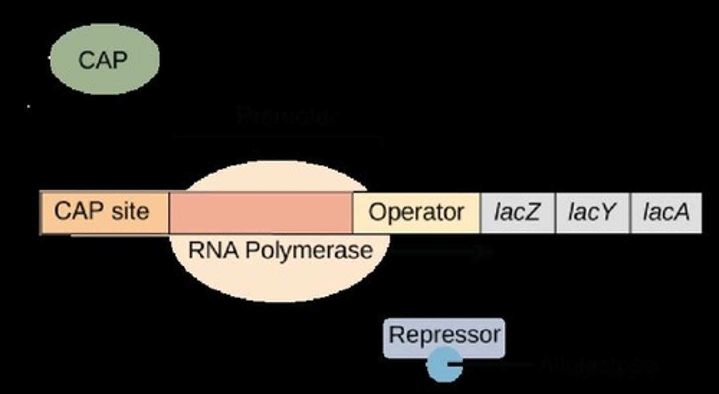 <p>Lac repressor and Catabolite activator protein (CAP).</p>