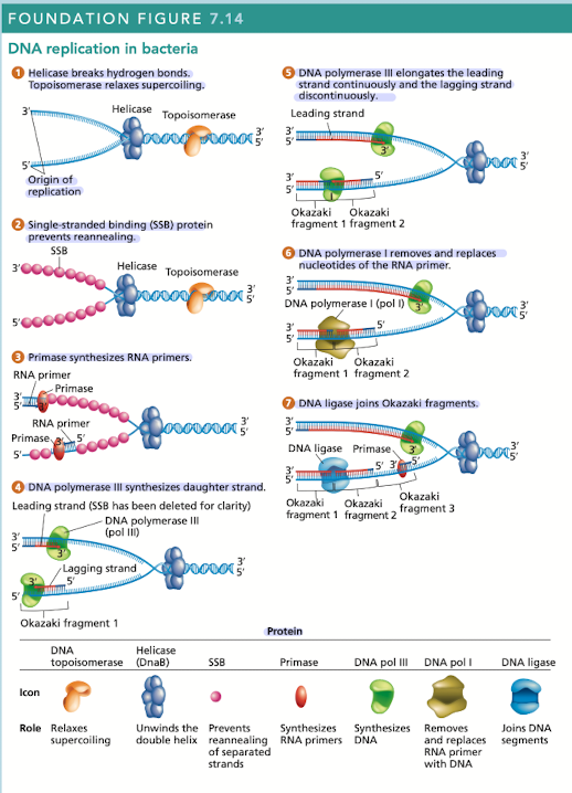 <p>Breaks hydrogen bonds separating the DNA strands, unwinding the double helix ahead of advancing DNA replication </p>