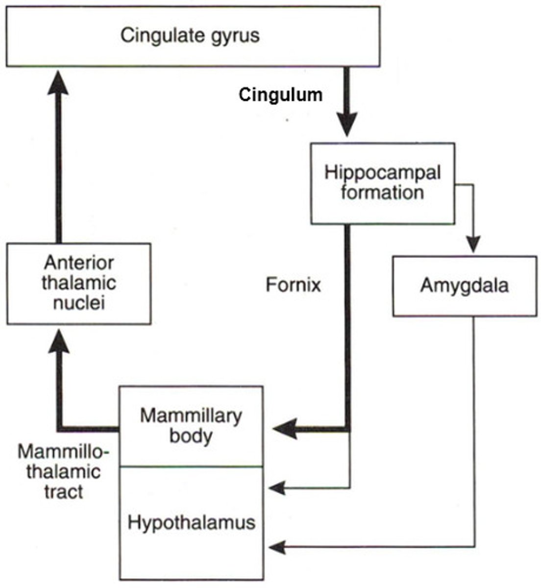<p>established the relationship between Mammalian bodies, anterior thalamic nuclei, and hippocampus, and retrosplenial cortex.</p><p>- anterior thalamic nuclei -> hippo is direct loop/projection to hippo</p><p>- mammillary bodies -> anterior thalamic nuclei -> hippo is the indirect loop</p><p>but the take away is that through this circuit, everything is connected, which is why Alcohol Korsakoff's and MTL amnesia ultimately show the same symptoms despite different origins.</p>