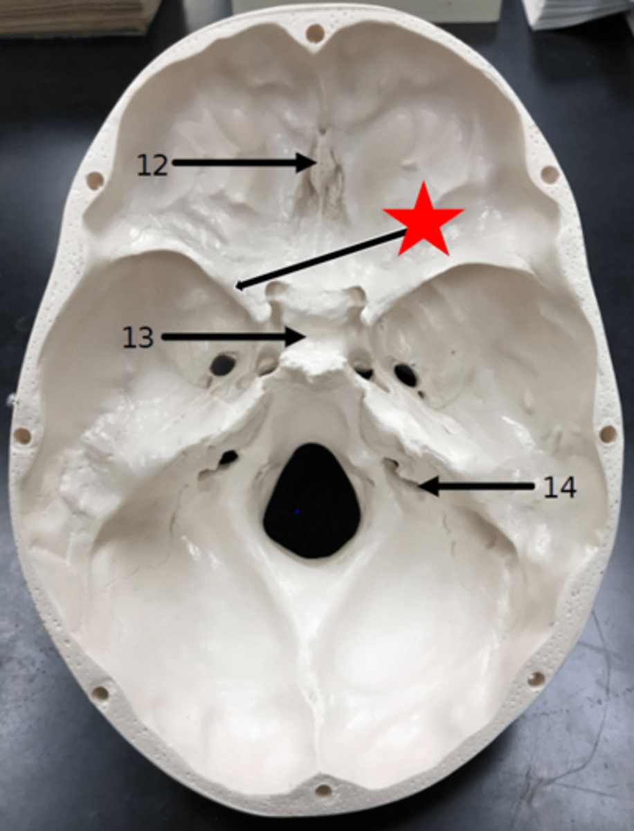 <p>Name the starred region in the image.</p>