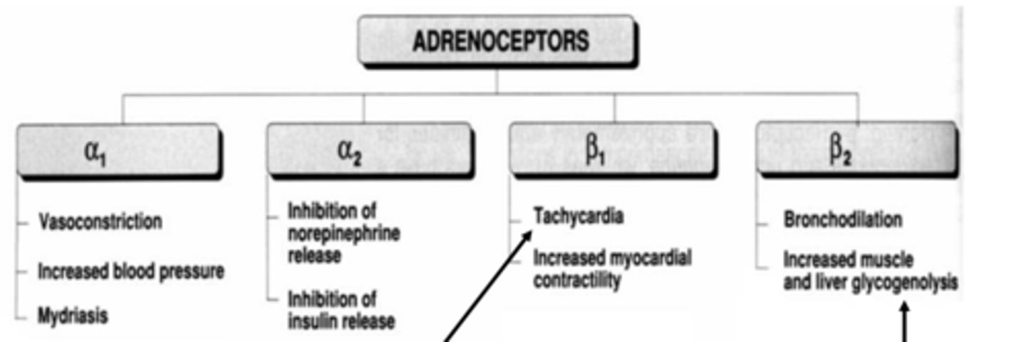 <p>- inhibition of norepinephrine release</p><p>- inhibition of insulin release</p>