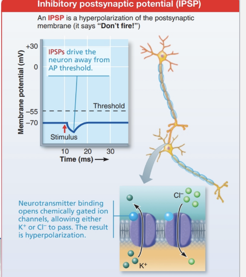 <ul><li><p><strong>Definition:</strong> Neurotransmitter binding <strong>hyperpolarizes the postsynaptic membrane</strong></p></li><li><p><strong>Key point:</strong> Produces <strong>IPSPs, not action potentials</strong></p></li><li><p><strong>Goal:</strong> Make the membrane <strong>more negative</strong>, moving it <strong>away from threshold</strong></p></li></ul><p></p>