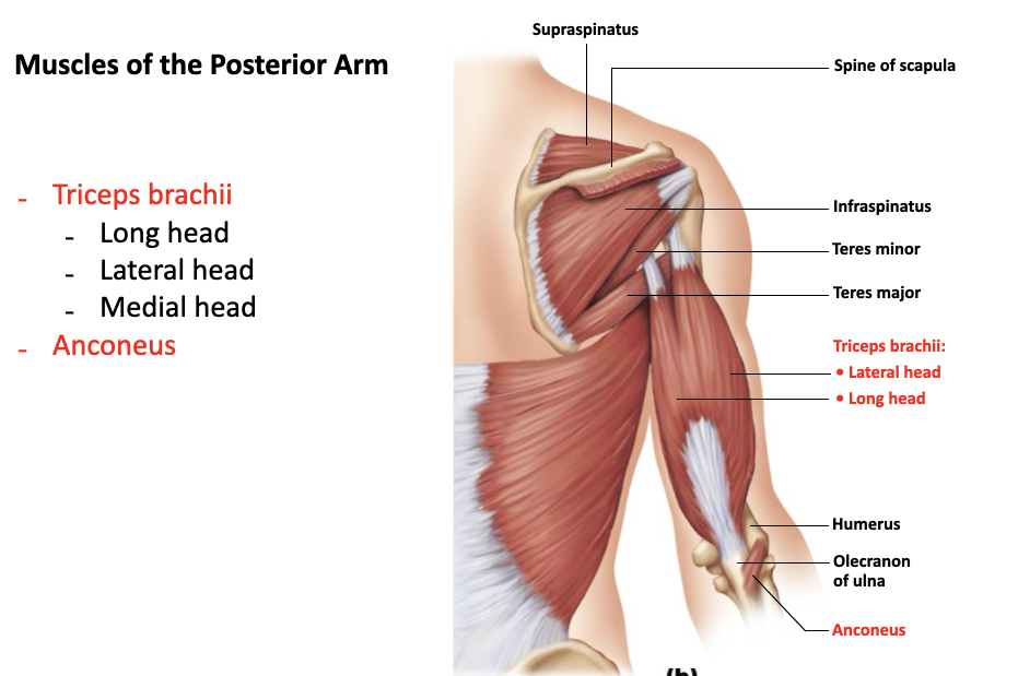 <p>triceps brachii</p>