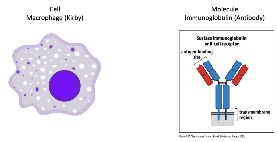 <ul><li><p><strong>Cells</strong> (e.g., macrophage)</p></li><li><p><strong>Molecules</strong> (e.g., immunoglobulin/antibody)</p></li></ul><p></p>