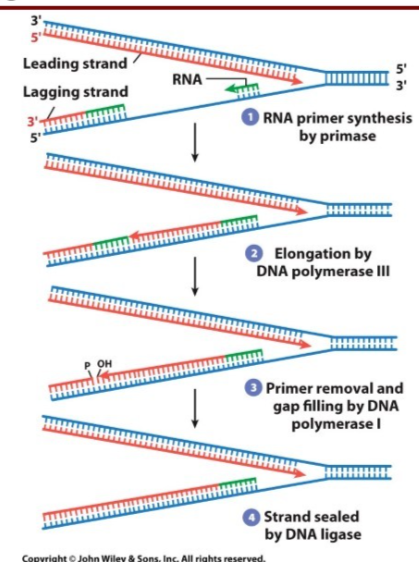 <ul><li><p>Prokaryotic: after DNA pol III drops off lagging strand, DNA pol I enters and removes RNA primers (5’ → 3’) exonuclease activity, polymerizes new DNA, then proofreads it using exonuclease activity</p></li><li><p>Eukaryotic: pol δ displaces the RNA primer and<strong> FEN-1</strong> RNaseH endonuclease cuts the RNA primer off</p></li></ul><p></p>