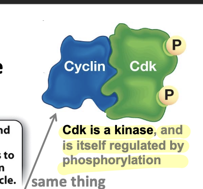 <p>a kinase itself</p>