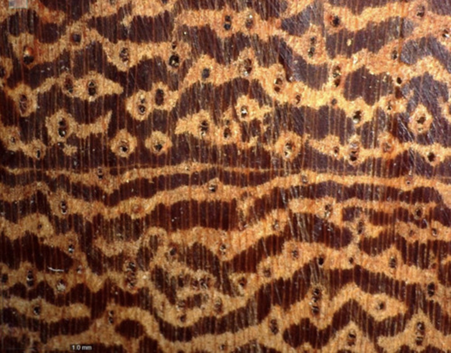 <p>Presence of deposits and its banded confluent parenchyma ; pores are visible compared with Kakauate's blind pores</p>