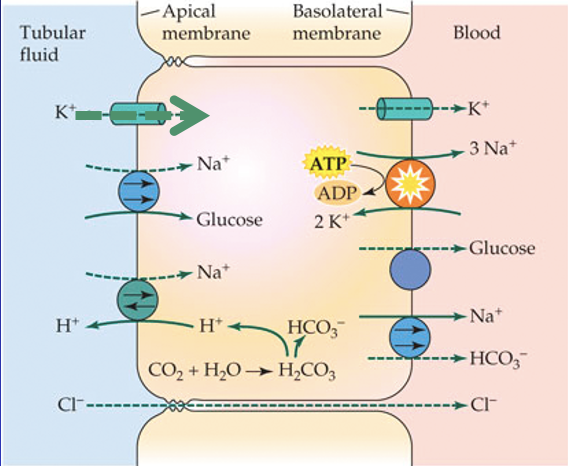 
1. water: passive, follows Na, Cl, glucose
2. glucose transferred by cotransporters with Na into the epithelium, secondary active transporter
3. K goes into epithelial cell, concentration is high, K leaves to blood where \[K\] is low
4. Cl maintains electroneutrality and leaves tubular fluid to blood
5. NaK pump: uses ATP, active, tubular fluid to blood = reabsorption, \[Na\] inside epithelium is low, Na cotransported with HCO3

\
density of cotransporters on lumenal side can limit reabsorption - the more transporters = more reabsorption