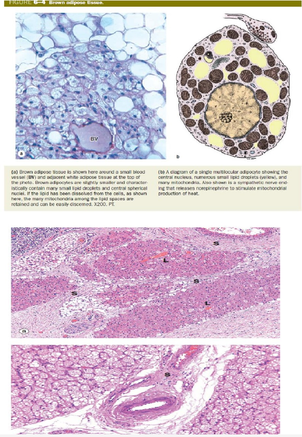 <p><strong>vetweefsel: </strong><em>plurivacuolair vetweefsel: histologie</em></p>