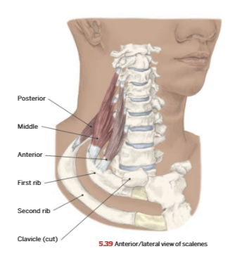 <p>Anterior scalene</p>