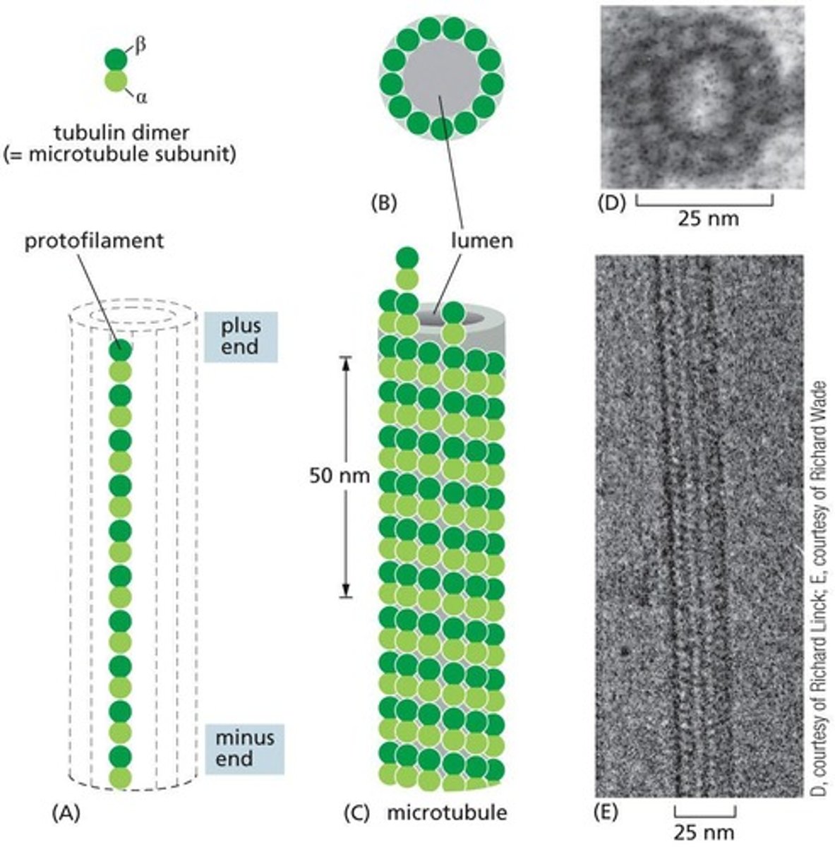 <p> tubulin dimers, specifically alpha-tubulin and beta-tubulin.</p>