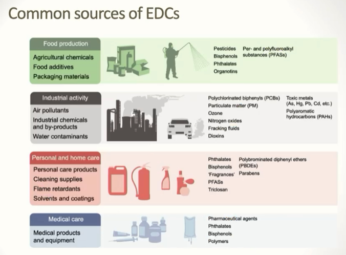 <p>Bisphenol A (BPA)- plastics, Polychlorinated biphenyls (PCB), Phthalate (furniture, clothing, flame retardant), Diethylstilbesterol (DES)- synthetic estrogen, Phytoestrogens (like soy), Pesticides (like DDT)</p>