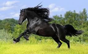 <p><span style="color: red"><strong><em>Pettingall</em> [1842] </strong></span></p>