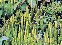 <ul><li><p>earliest group of seedless vascular plants</p></li><li><p>stem and microphylls</p></li><li><p>sporophyte dominant</p></li><li><p>strobili with sporangia</p></li></ul><p></p>