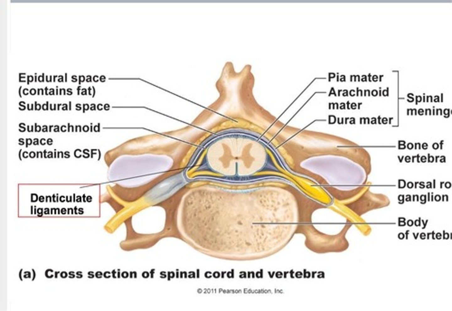 <p>Pia mater extensions securing spinal cord to vertebrae.</p>