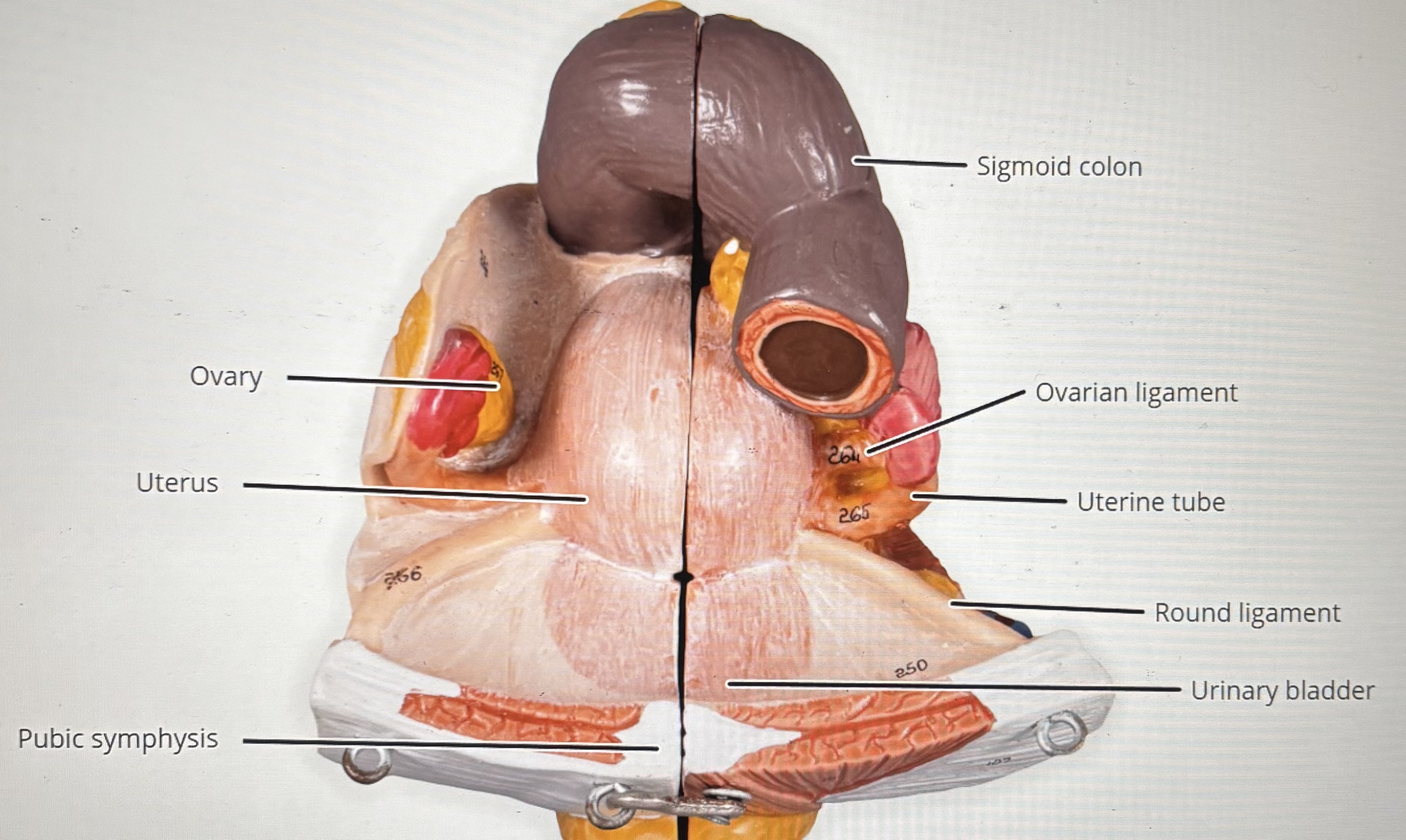 knowt flashcard image