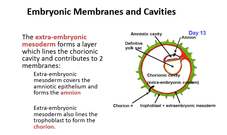 <p><mark data-color="purple">Embryonic Membranes and Cavities Day 13</mark></p><p>Can you provide labels, descriptions, and an explanation of the elements within this diagram, detailing what it represents or illustrates?</p><p><mark data-color="green">Lecture Slide 9</mark></p>