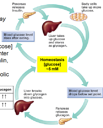 <p>- Glucose homeostasis is way more complex - multiple organs and hormones</p>