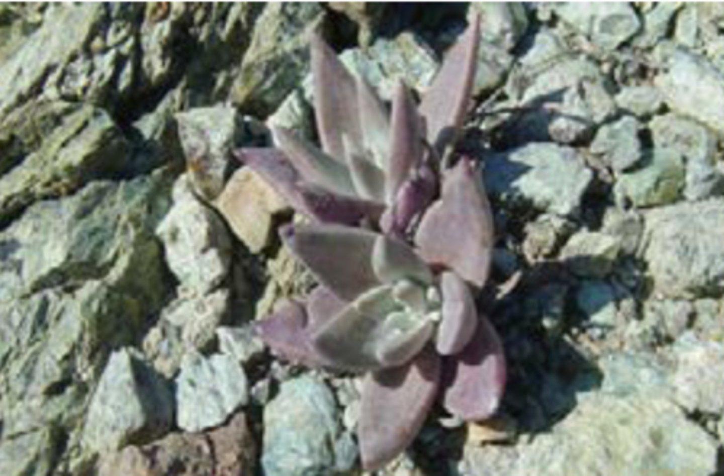 <p>Traits: Thin, rocky, nutrient-poor soils high in magnesium and heavy metals; sparse, unique flora.</p><p>Plant Adaptations: Metal tolerance, slow growth, endemism, small stature.</p>