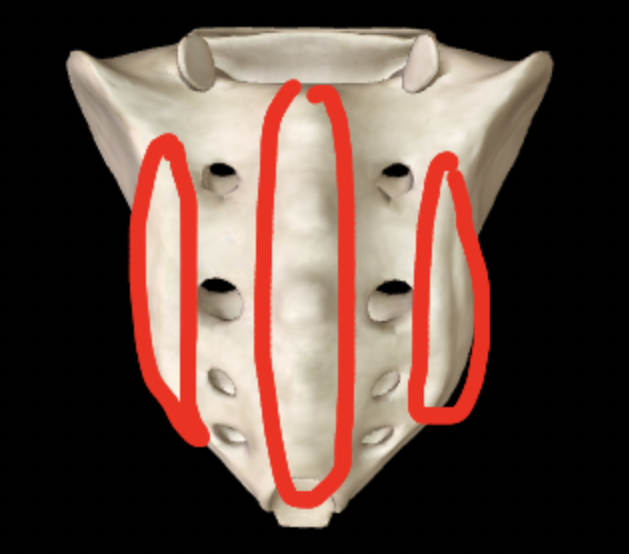 <p>Name this feature of the sacrum</p>