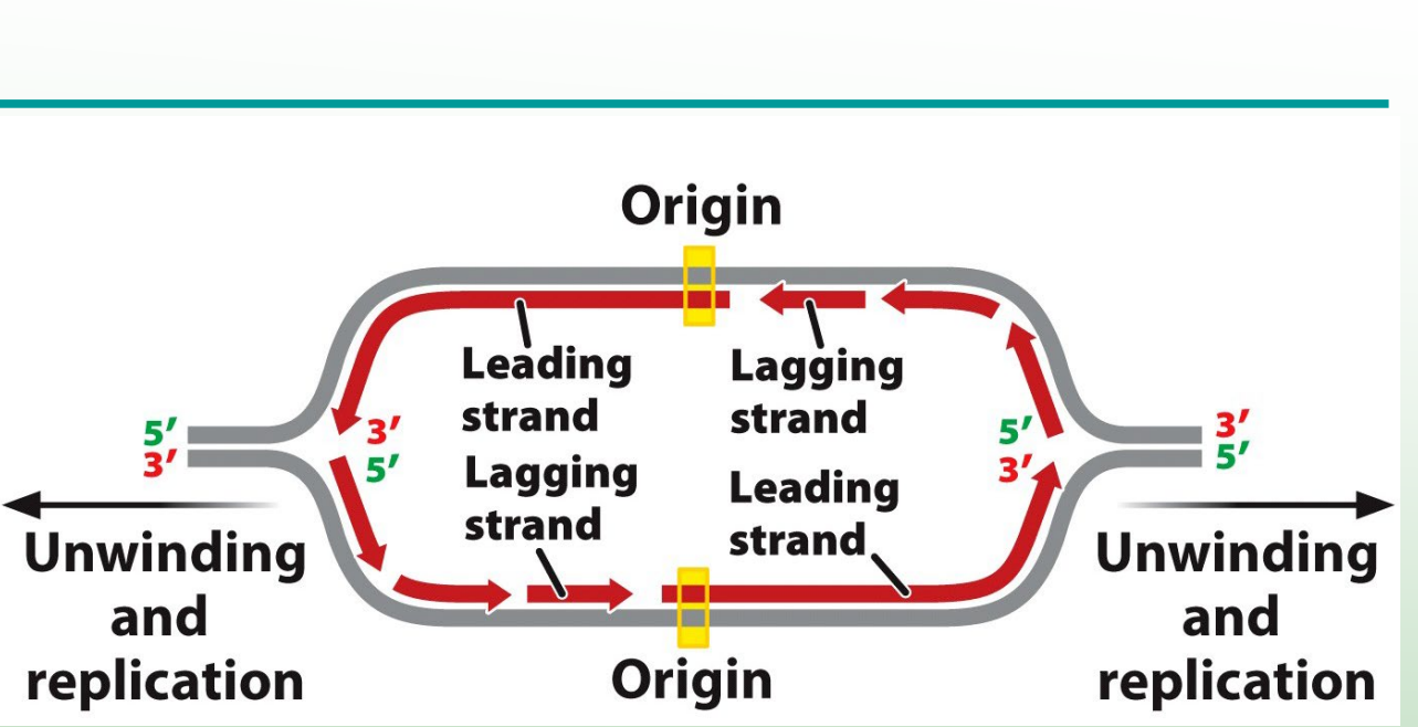 <p>Leading and Lagging strands are synthesized at each <strong><em><u>replication fork</u></em></strong> simultaneously</p>
