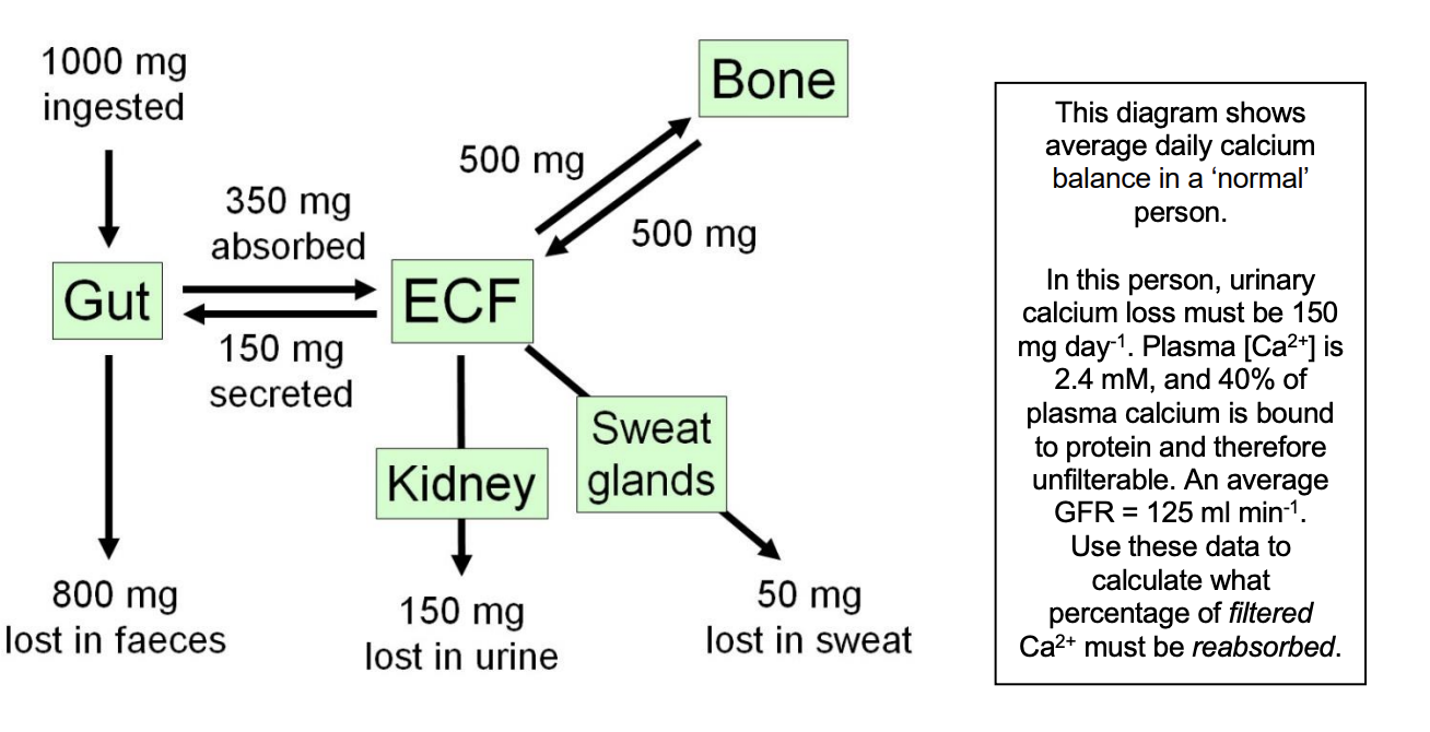 <ol><li><p>Gut→ absorb more or less calcium</p></li><li><p>Kidney→ modulate out high rate of reabsorption</p></li><li><p>Bone→ change balance between<strong> erosion and deposition</strong></p></li></ol><p></p><p></p>