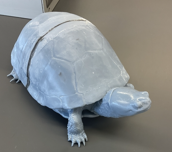 <p>Emydoidea blandingii</p><p>Blanding's turtle</p><p>Threatened</p><p>Family Emididae</p><p>Highly domes carapace</p><p>Carapace is brown to black with white to yellow spots line or flecks</p><p>The hinged plastron is cream to yellow with a black blotch on each scute</p><p>The skin of the legs and tail ranges from grey to black with large amounts of yellow on the forelegs</p><p>Yellow chin and neck</p><p>Skin has yellow dots on the black skin</p><p>Males have a concave plastron and a longer, more robust tail than the adult females</p>