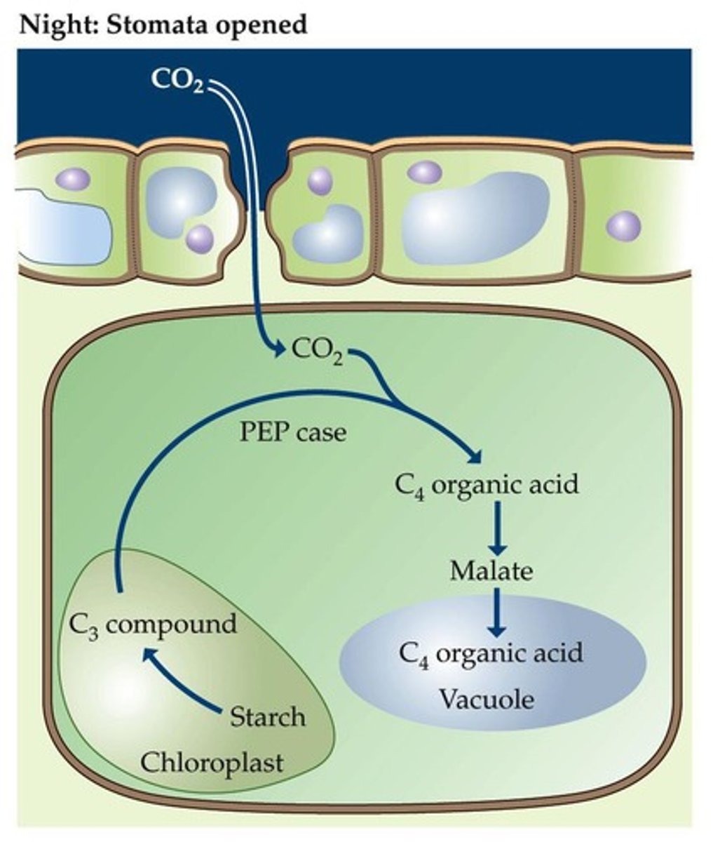 <p>They open their stomata at night to minimize water loss.</p>