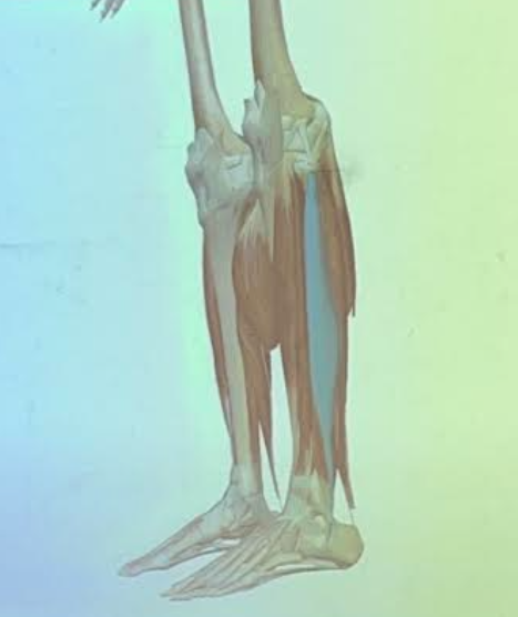 term image