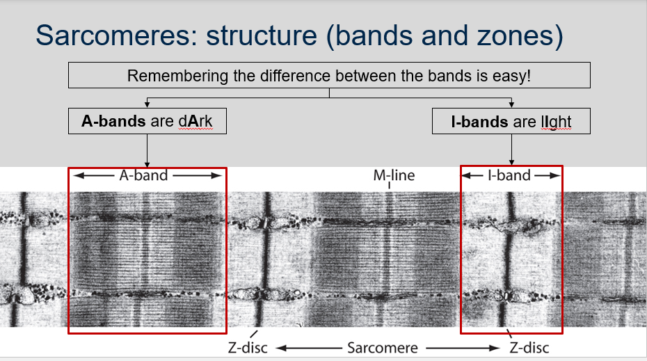 <p>An easy way to remember the difference between the A-band and I-band in sarcomeres is to think of A-bands as &quot;dArk&quot; because they contain both actin and myosin filaments, and to think of I-bands as &quot;lIght&quot; because they only contain actin filaments.</p>