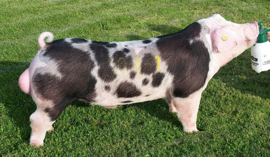 <ul><li><p>Traced back to the <strong>Poland China</strong></p><ul><li><p><strong>U.S. Origin</strong></p></li></ul></li><li><p>Spots with <strong>floppy ears</strong></p></li></ul><p></p>