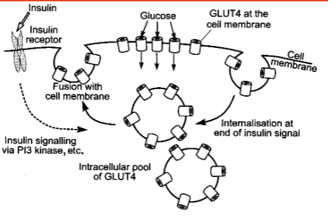 <ul><li><p><span style="font-family: sans-serif">Intracellular pool of GLUT4 in membranous vesicles translocate to the cell membrane when insulin binds to its receptor</span></p></li><li><p><span style="font-family: sans-serif">presence of more receptors increases Vmax for glucose uptake (doesn’t affect Km)</span></p></li><li><p><span style="font-family: sans-serif">When insulin signal is withdrawn, GLUT4 proteins return to intracellular pool</span></p></li><li><p><span style="font-family: sans-serif">GLUT4 is present in muscle &amp; adipose tissue</span></p></li></ul>