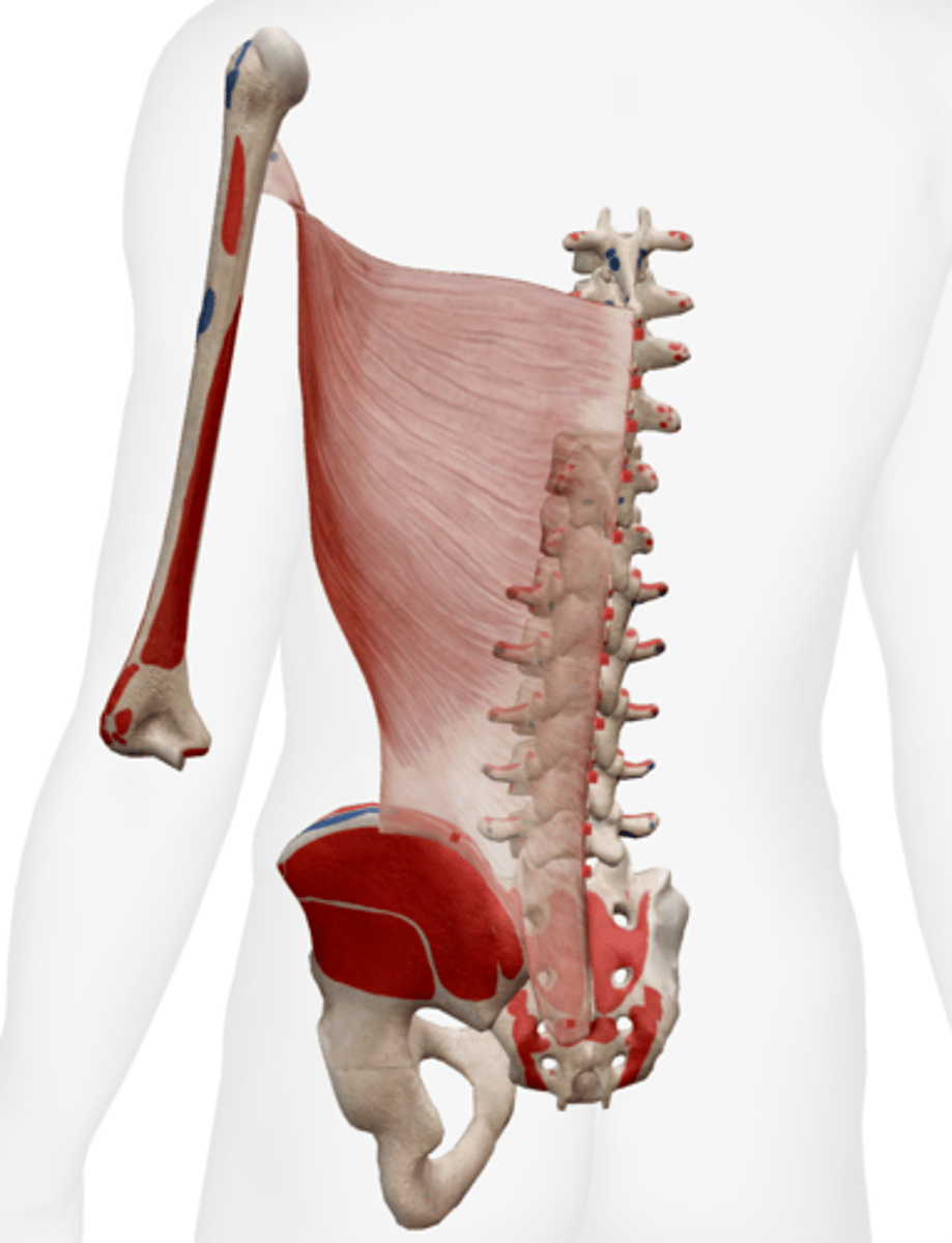 <p>bicipital groove of humerus</p>