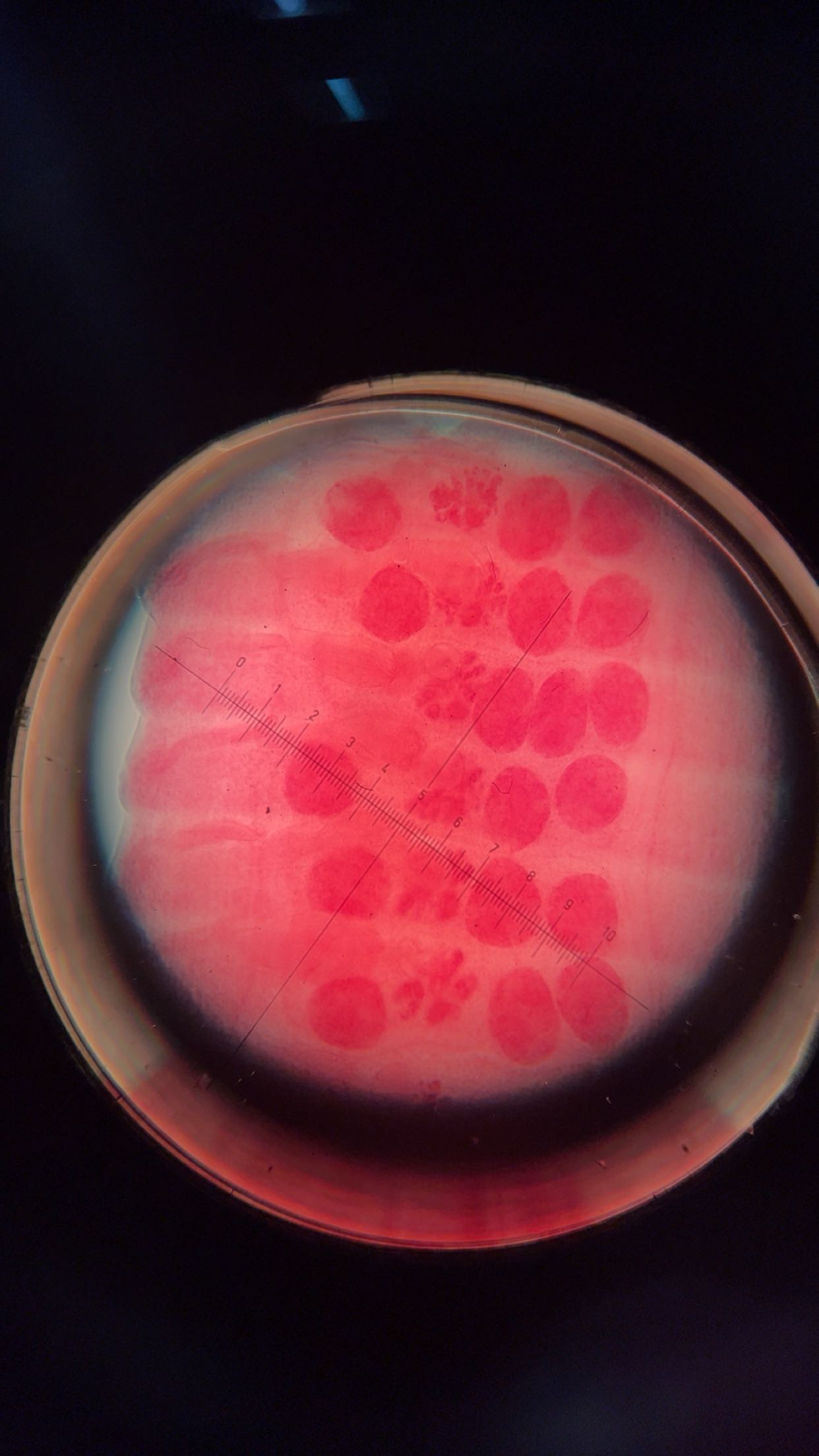 <p><em>Hymenolepis diminuta</em> adult mature proglottid</p>