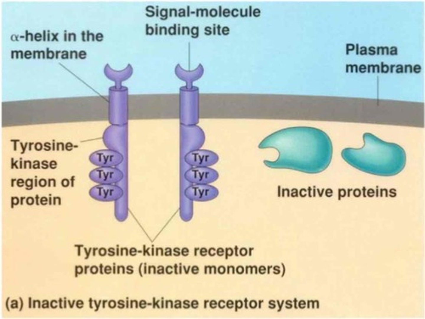 <p>(A) I and II Only</p><p>Enzyme Linked Receptors have Ligand Binding Domains and Enzymatic Domains but not DNA Binding Domains.</p>
