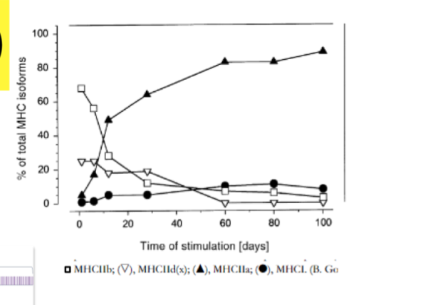 <p>-<strong>if you change the stimulatory pattern of nerve to muscle, this could change the fibre type</strong></p><p>-in study in rodents, had machine w low frequency of stimulation of muscle (1hz), so trying to mimick contractile frequency of Type 1 (doesnt fatigue)</p><p>-results(in plantaris muscle):</p><ul><li><p>we see that fibre types change quite dramatically through this fibre stimulation</p></li><li><p>type 2a changes rapidly and increases (5% to about 80% of muscle)</p></li><li><p>we see quick drop in type 2b</p></li><li><p>type 1 also increasing a bit here</p></li></ul><p>-this is basically just showing that with chronic stimulation, there is some sort of fibre type transition, and if you provide the right stimulation, fibre type CAN switch</p>