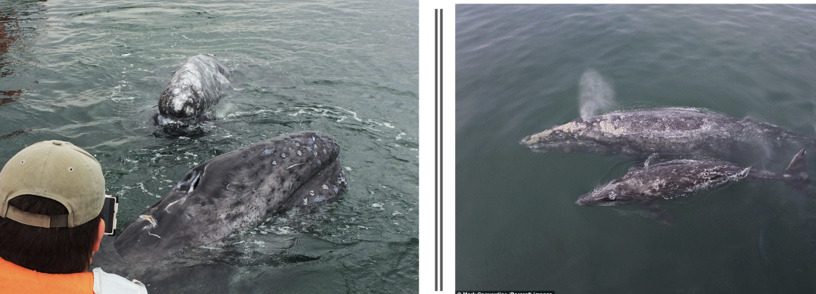 <p>California Gray Whale</p>