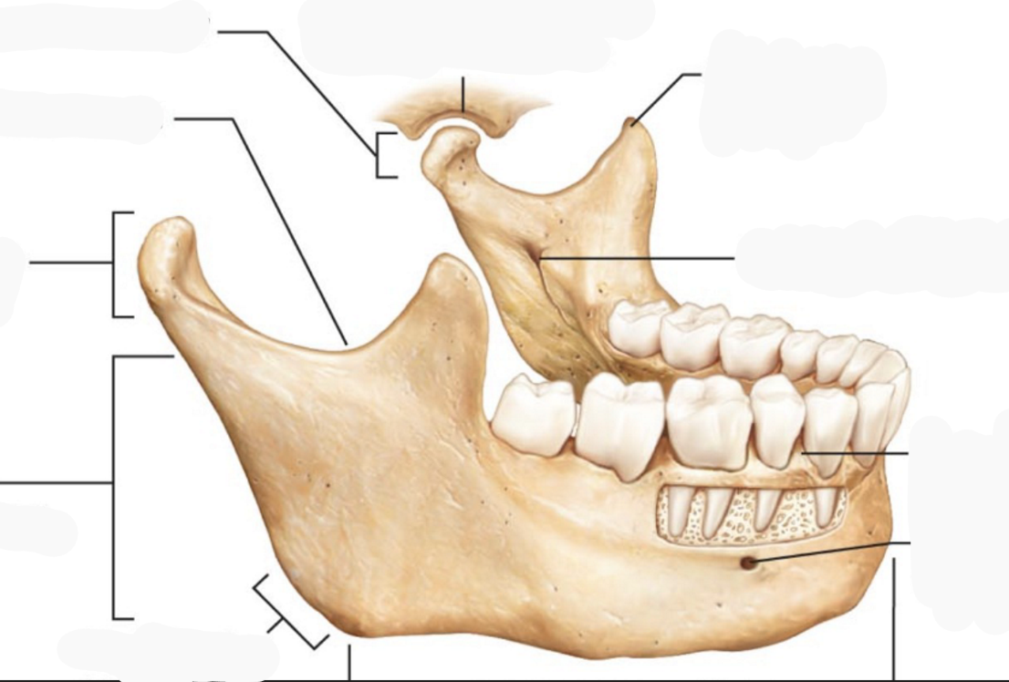 <p>Where in the picture is the mandibular fossa of squamous part of the temporal bone?</p>