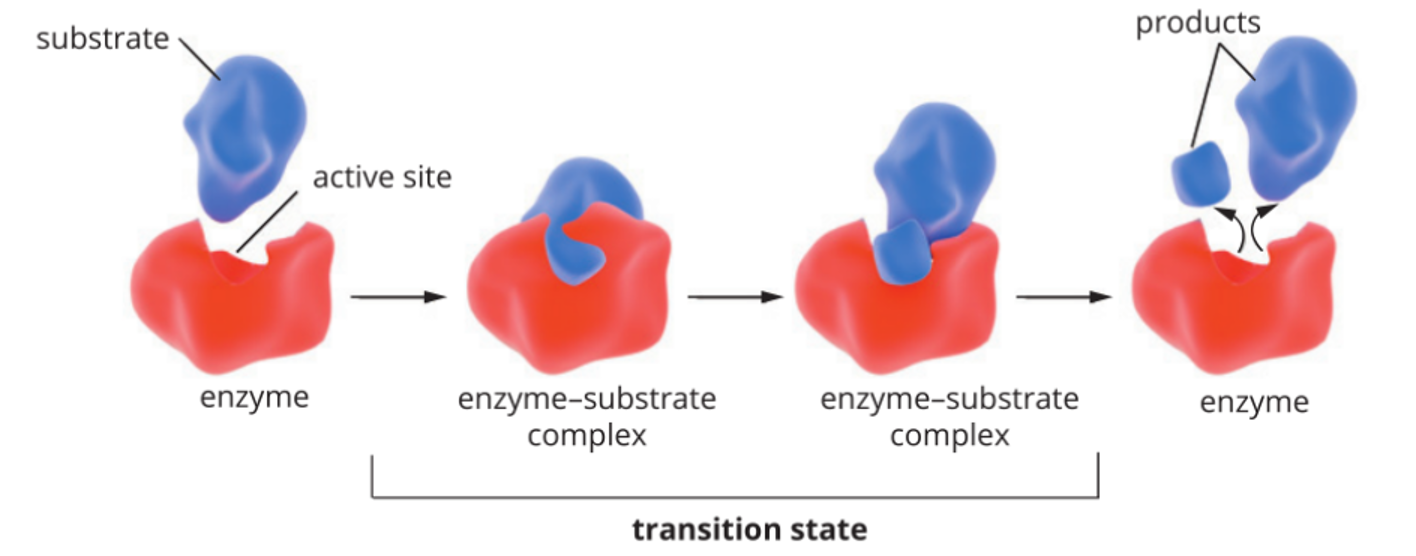 <ul><li><p><span style="font-family: "Trebuchet MS";"><span>specific region on enzymes</span></span></p></li><li><p><span style="font-family: "Trebuchet MS";"><span>where the substrate binds and where </span></span><span><strong><span>catalysis</span></strong></span><span style="font-family: "Trebuchet MS";"><span> occurs</span></span></p></li><li><p><span style="font-family: "Trebuchet MS";"><span>complex 3D shaped groove or pocket at the surface of the enzyme. Substrate modification occurs at the active site.</span></span></p></li><li><p><span style="font-family: "Trebuchet MS";"><span>When a substrate binds to an enzyme’s active site, an </span><strong><span>enzyme-substrate complex </span></strong><span>is formed.</span></span></p></li></ul><p></p>