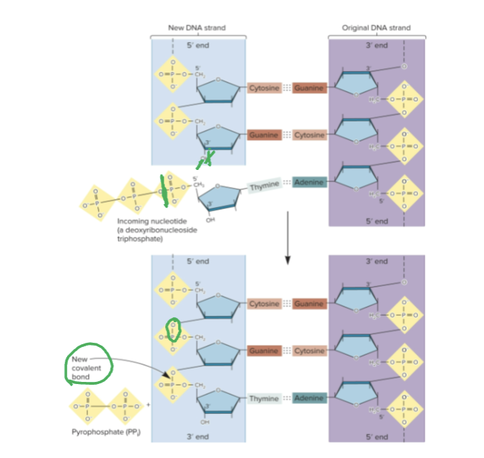 <p>Between the innermost phosphate group of the incoming deoxyribonucleoside triphosphate and the 3’-OH of the sugar of the previous deoxynucleotide</p>