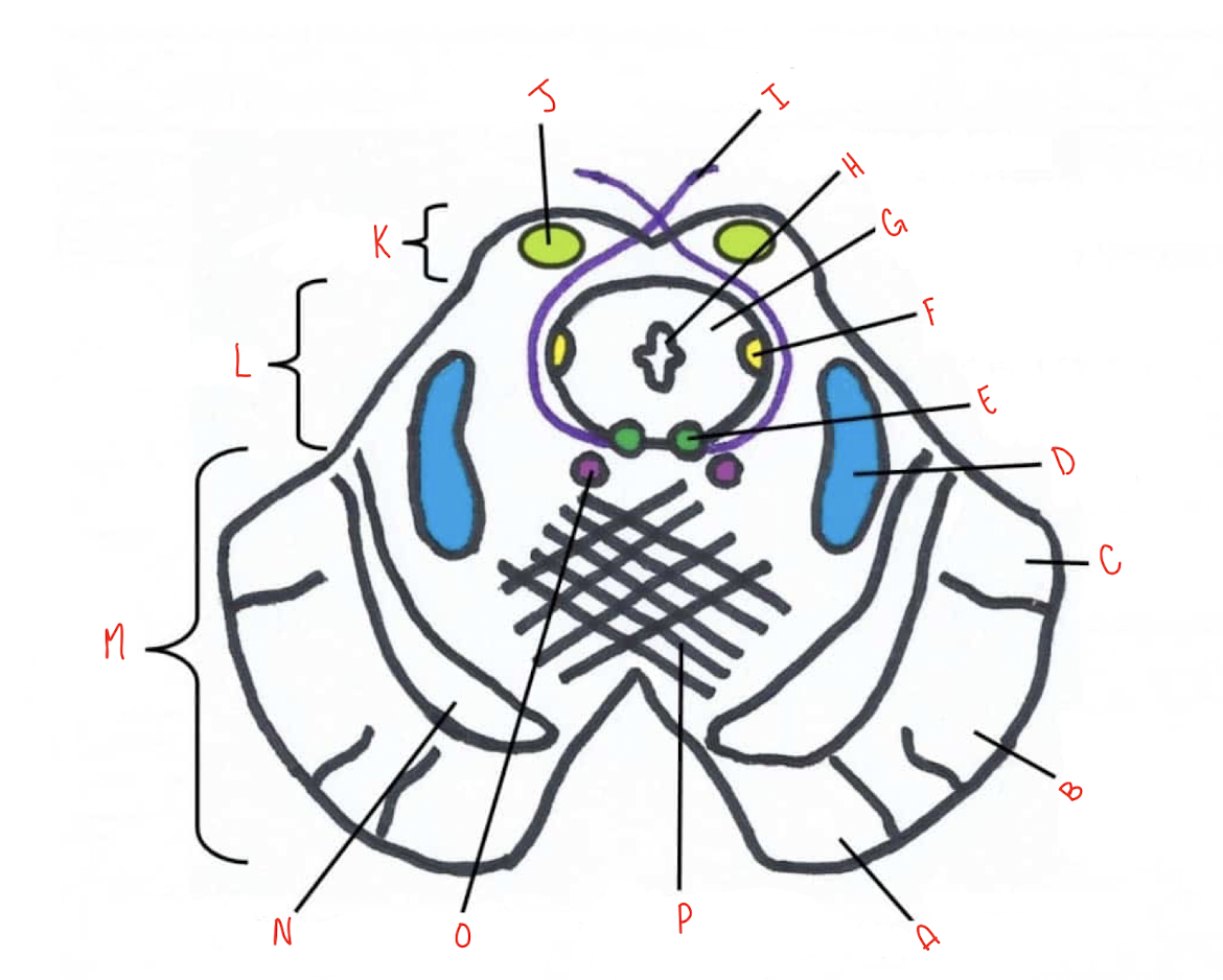 <p>What structure of the sliced inferior colliculus section of the midbrain is labeled A?</p>