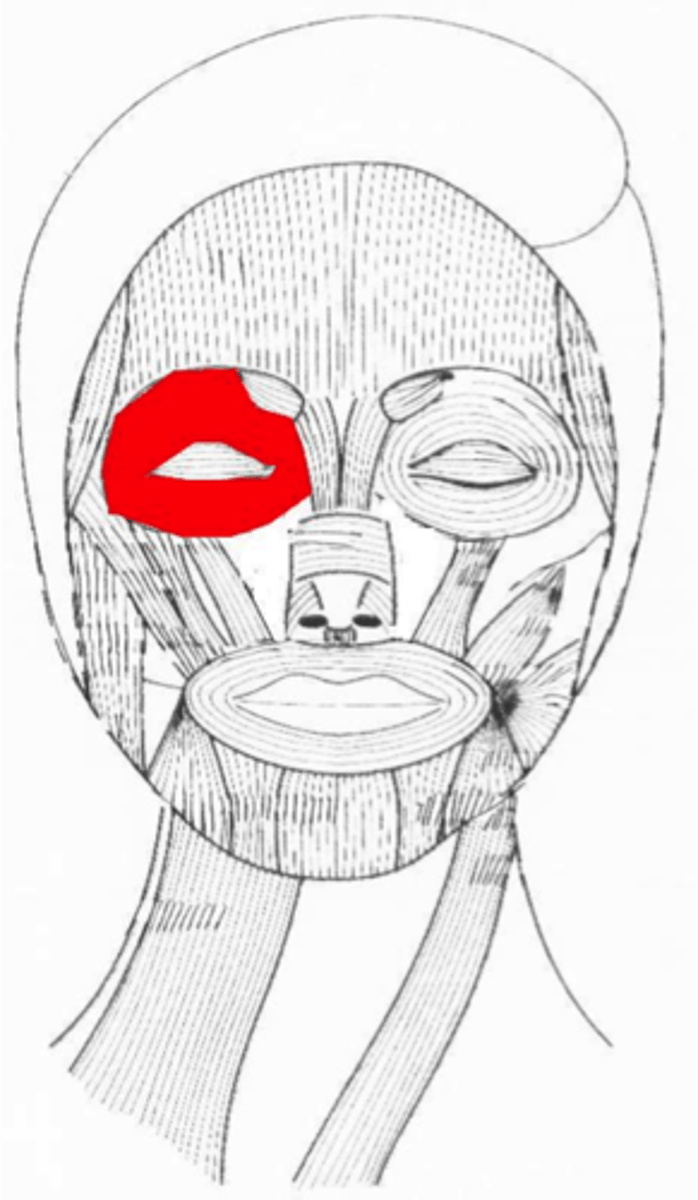 <p>Surrounds eye: Closes eye (winking/blinking)</p>