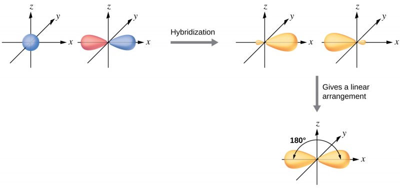 <ul><li><p>Combines one s orbital and one p orbital to produce <strong>two sp orbitals</strong>.</p></li><li><p>The two sp orbitals are oriented together, <strong>180° apart</strong>, resulting in a <strong>linear shape</strong>.</p></li><li><p>Leaves <strong>two p orbitals behind </strong>(because each main shell has 3 p orbitals (p<sub>x</sub>, p<sub>y</sub>, p<sub>z</sub>)), which can form two π bonds.</p></li></ul><img src="https://knowt-user-attachments.s3.amazonaws.com/7b858ebc-6dfc-4d4e-9b4c-0bb52a722415.jpg" data-width="100%" data-align="center"><p></p>