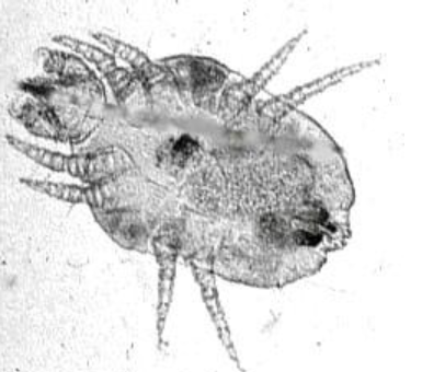 term image